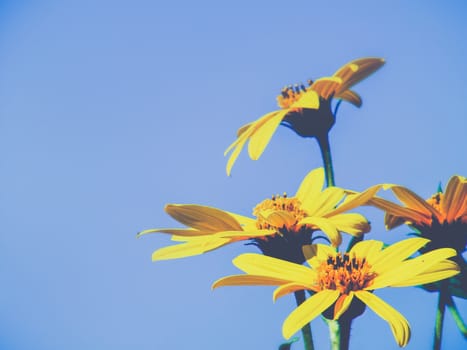 Bright yellow flowers on blue sky background