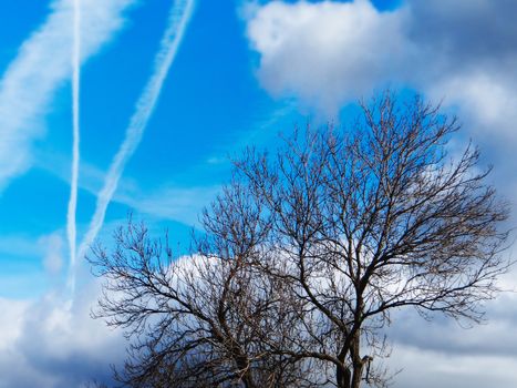 Bare dark tree on blue sky background