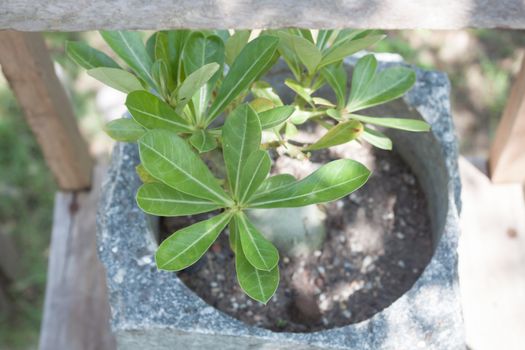 Top view of green plant in stone pot, stock photo