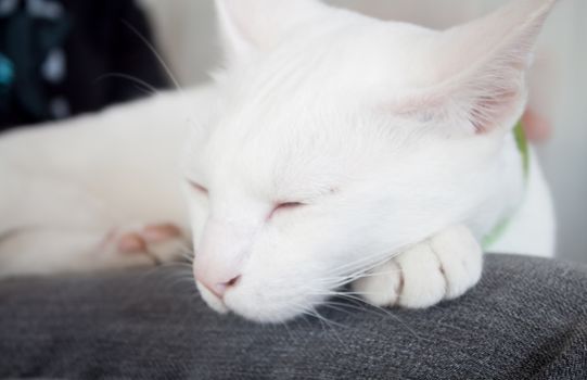 White cat sleeping in cat cafe, stock photo