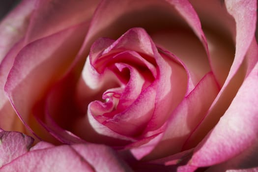 rose macro with water drops, floral background. 