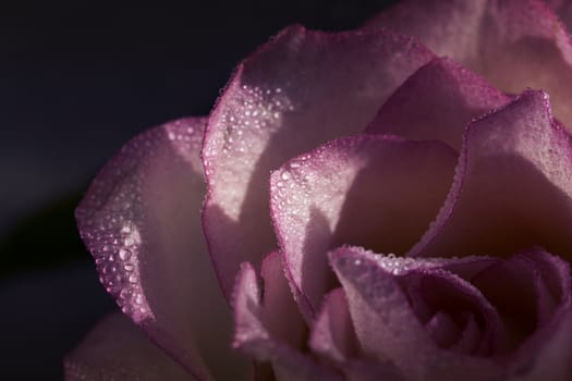 rose macro with water drops, floral background. 