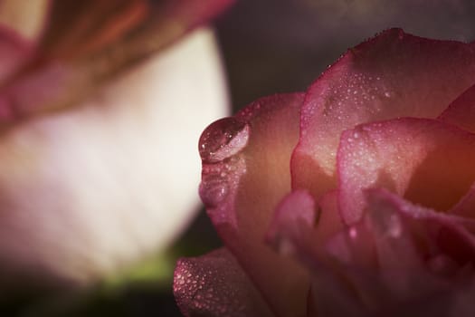 rose macro with water drops, floral background. 