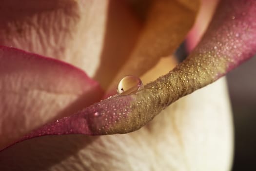 rose macro with water drops, floral background. 