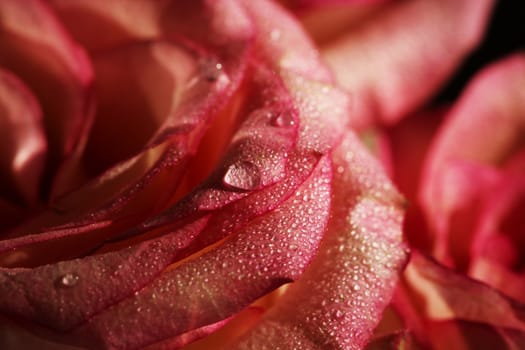 rose macro with water drops, floral background. 