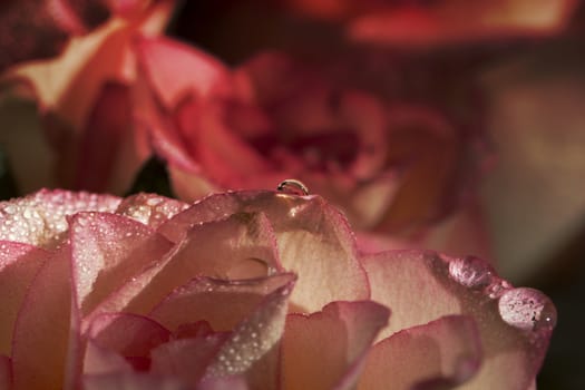 rose macro with water drops, floral background. 