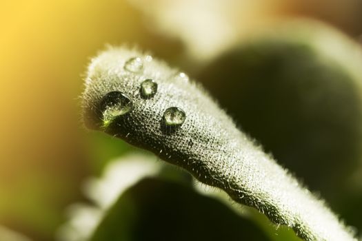 background of dew drops on bright green leaf. green leaf with dew drops closeup. Nature Background