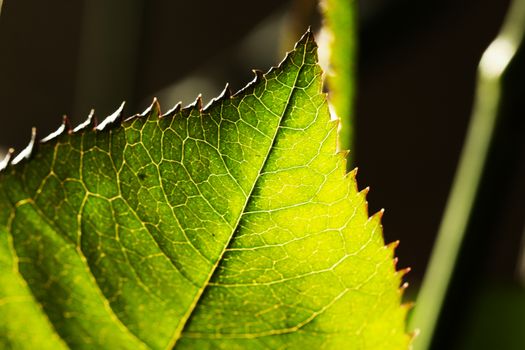green background of rose leaf