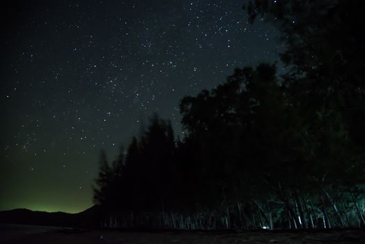 A beautiful tree with star group