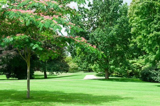 summer park with beautiful green lawns