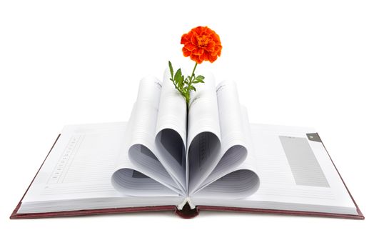 Book and flower isolated on white background