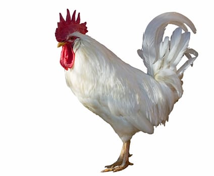 Standing cock with white plumage, a large red comb and yellow beak. Rooster isolated on white background. Portrait of a cockerel in profile.