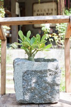 Green plant in stone pot with sunshie, stock photo