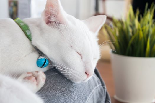 White cat sleeping in cat cafe, stock photo