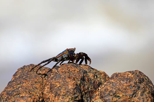Sally Lightfoot Crab, Grapsus grapsus on rocks, Mexico