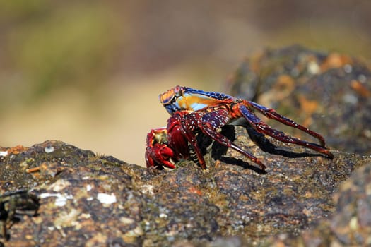 Sally Lightfoot Crab, Grapsus grapsus on rocks, Mexico