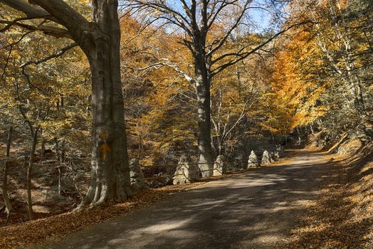 Cold colors in the forest regional park of Campo dei Fiori Varese, Autumn season