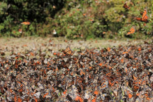 Monarch Butterflies in Michoacan, Mexico, millions are migrating every year and waking up with the sun.
