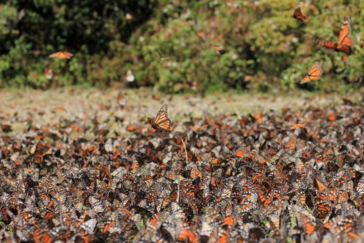 Monarch Butterflies in Michoacan, Mexico, millions are migrating every year and waking up with the sun.