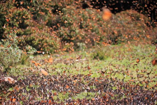 Monarch Butterflies in Michoacan, Mexico, millions are migrating every year and waking up with the sun.