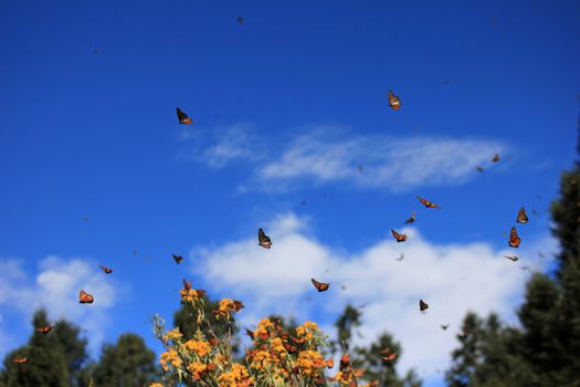 Monarch Butterflies in Michoacan, Mexico, millions are migrating every year and waking up with the sun.