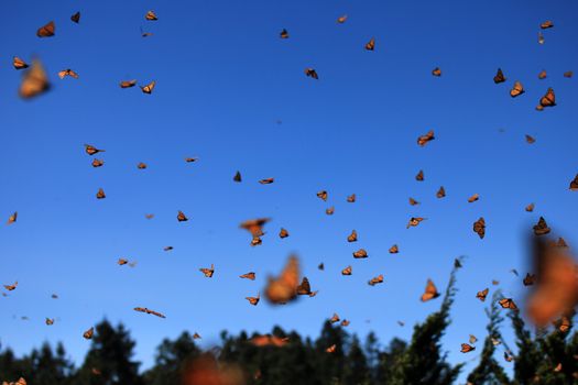 Monarch Butterflies in Michoacan, Mexico, millions are migrating every year and waking up with the sun.