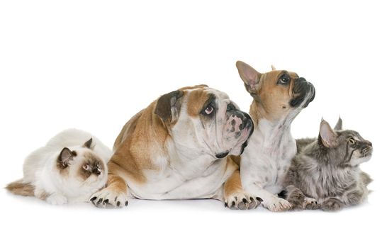 group of pets in front of white background