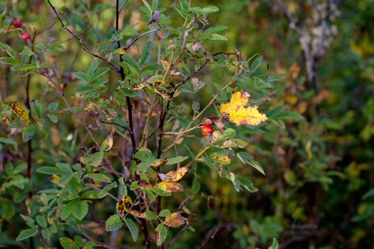 Red autumn berries and yellow and green leaves
