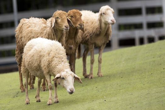 Image of a brown sheep in farm in thailand.