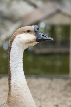 Image of head white goose on nature background.