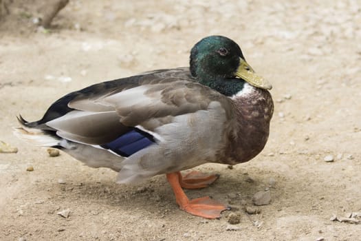 Image of male mallard ducks (Anas platyrhynchos)  on ground background.