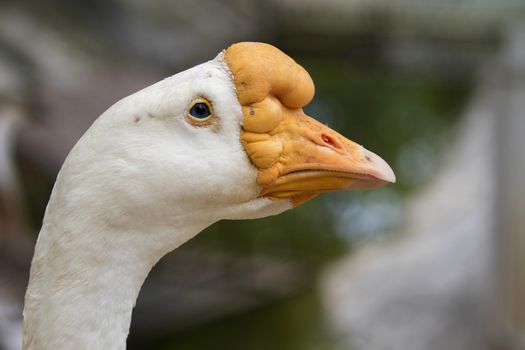 Image of head white goose on nature background.