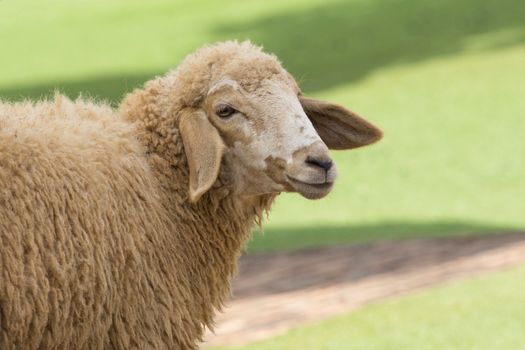 Image of a brown sheep in farm in thailand.