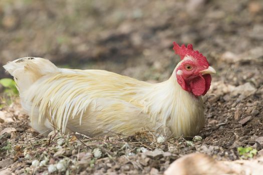 Image of white chicken on nature background