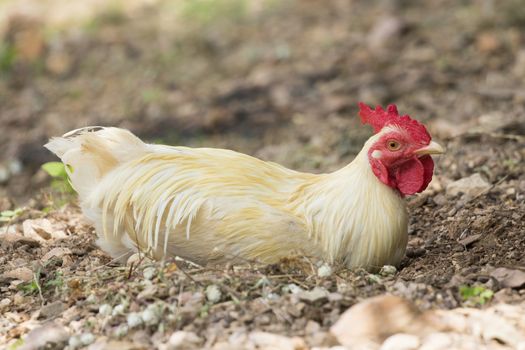 Image of white chicken on nature background