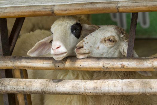 Image of a brown sheep in farm in thailand.