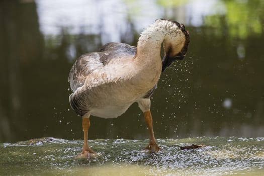 Image of male mallard ducks (Anas platyrhynchos) standing on the water.