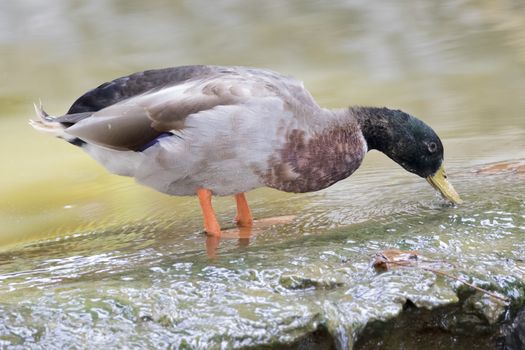 Image of male mallard ducks (Anas platyrhynchos) standing on the water.