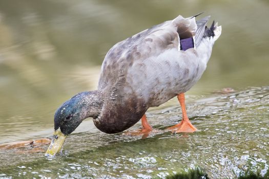 Image of male mallard ducks (Anas platyrhynchos) standing on the water.