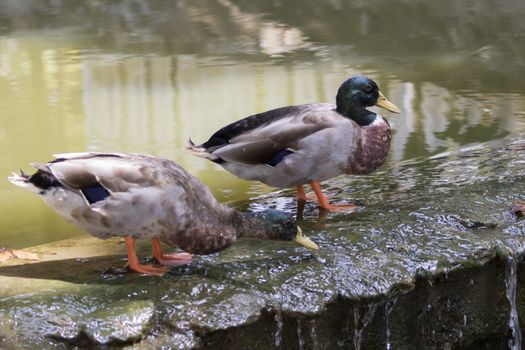 Image of two male mallard ducks (Anas platyrhynchos) standing on the rock.