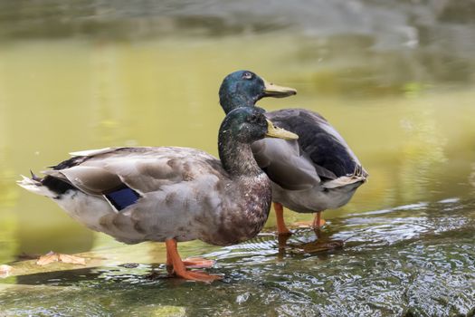 Image of two male mallard ducks (Anas platyrhynchos) standing on the rock.