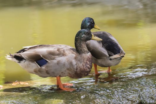 Image of two male mallard ducks (Anas platyrhynchos) standing on the rock.