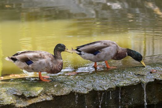 Image of two male mallard ducks (Anas platyrhynchos) standing on the rock.