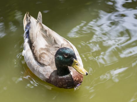 Image of male mallard ducks (Anas platyrhynchos) floating on the water.