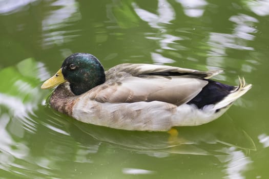 Image of male mallard ducks (Anas platyrhynchos) floating on the water.