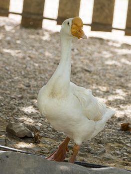 Image of a white goose in farm.