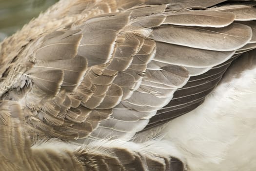 Image of an wing goose. Background texture.