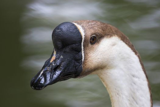 Image of head goose on nature background.