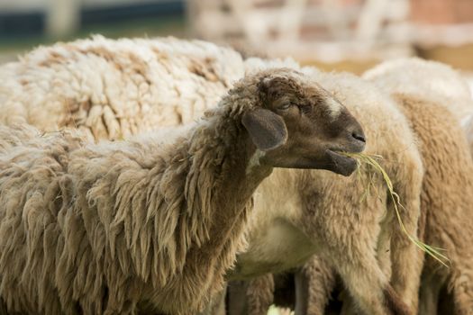 Image of a brown sheep munching grass in farm.