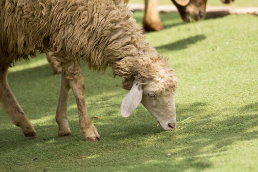 Image of a brown sheep munching grass in farm.